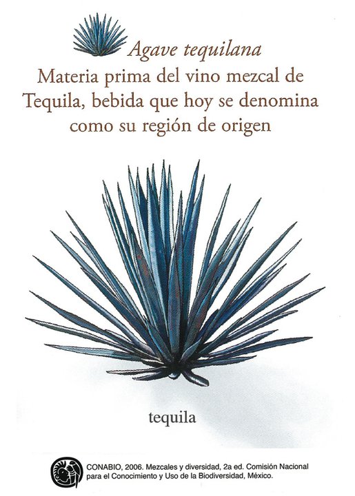 Agave Tequilana Weber Azul